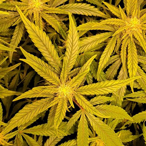 Sweet Amnesia Haze XL Auto growlog timeline photo
