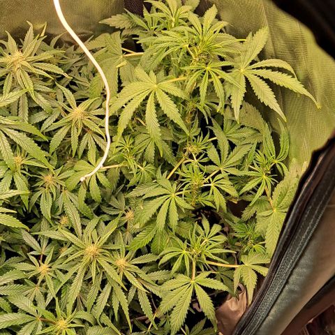 Sweet Amnesia Haze XL Auto growlog timeline photo