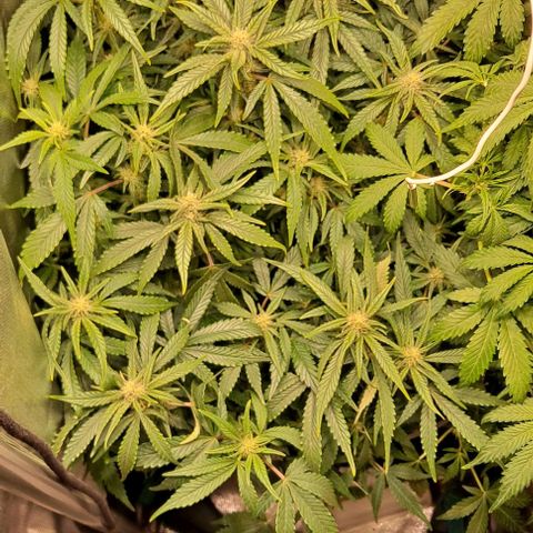 Sweet Amnesia Haze XL Auto growlog timeline photo