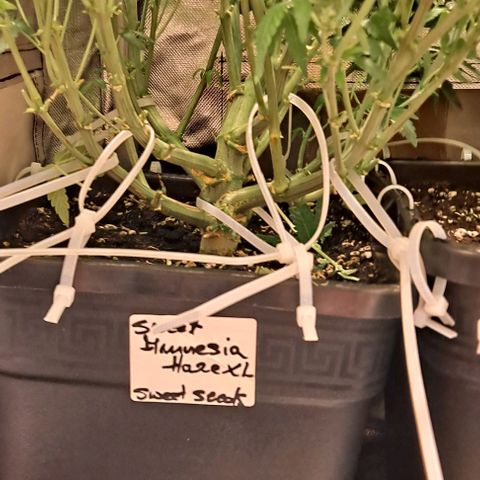 Sweet Amnesia Haze XL Auto growlog timeline photo