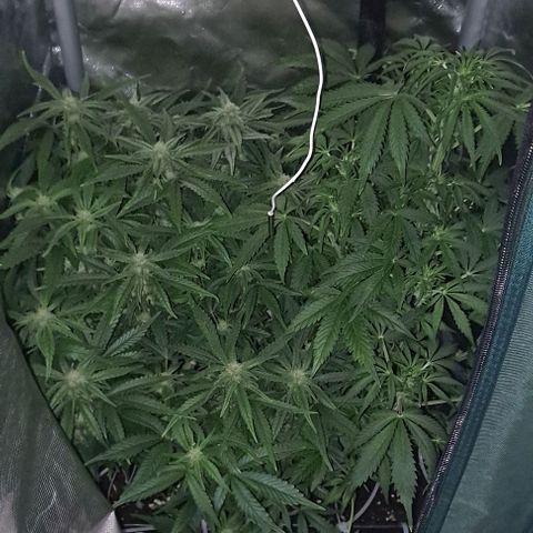 Sweet Amnesia Haze XL Auto growlog timeline photo