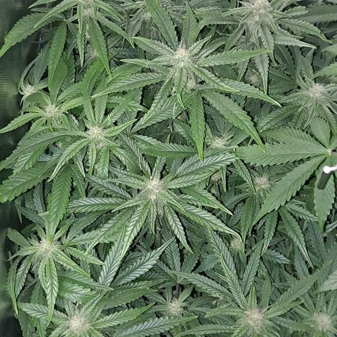 Sweet Amnesia Haze XL Auto growlog timeline photo