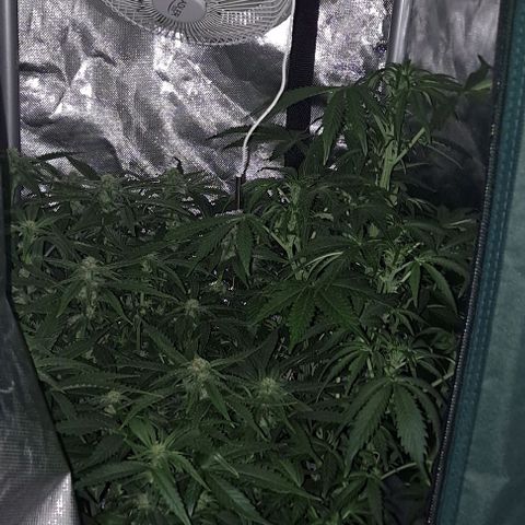 AK47 Autoflowering growlog timeline photo