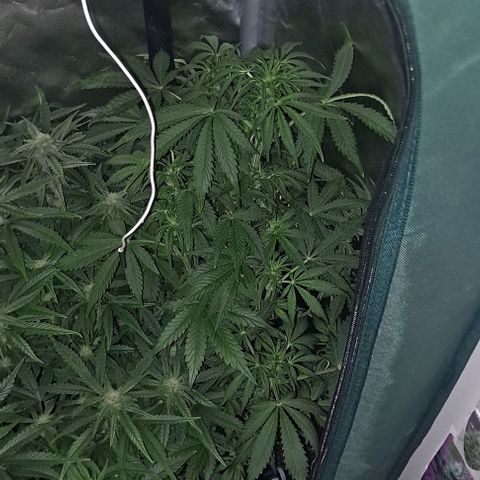 AK47 Autoflowering growlog timeline photo
