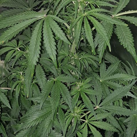 AK47 Autoflowering growlog timeline photo