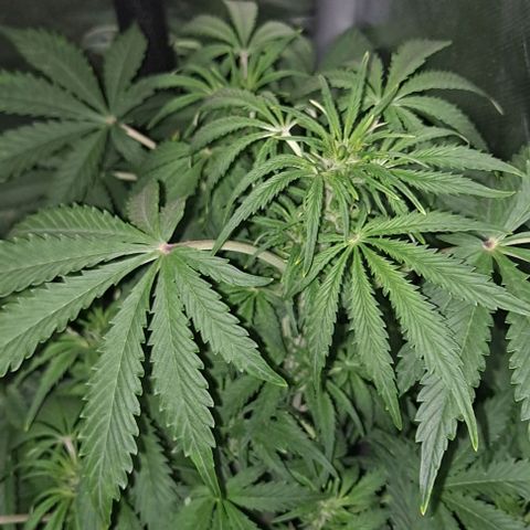 AK47 Autoflowering growlog timeline photo