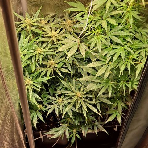 Sweet Amnesia Haze XL Auto growlog timeline photo