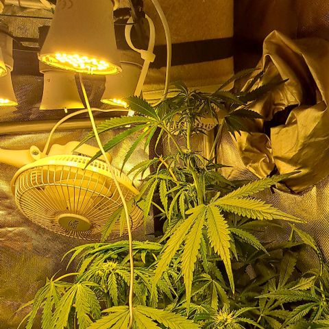AK47 Autoflowering growlog timeline photo