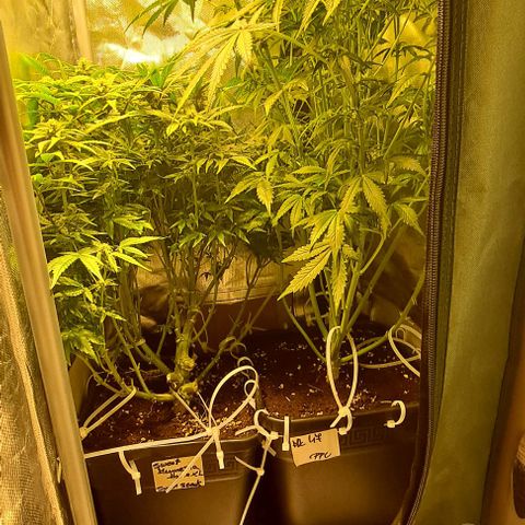 AK47 Autoflowering growlog timeline photo