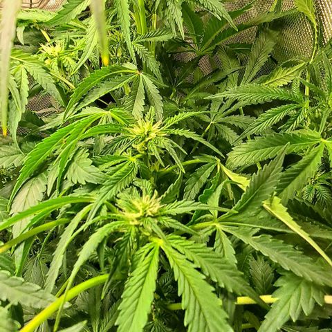 AK47 Autoflowering growlog timeline photo