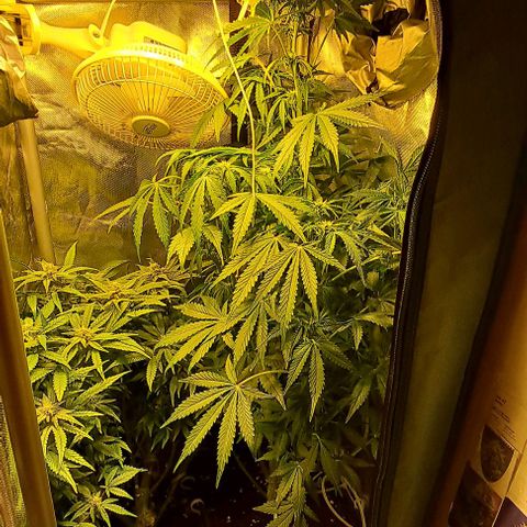 AK47 Autoflowering growlog timeline photo