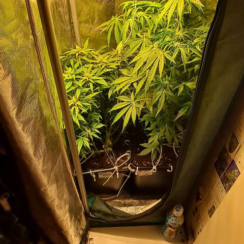 AK47 Autoflowering growlog timeline photo