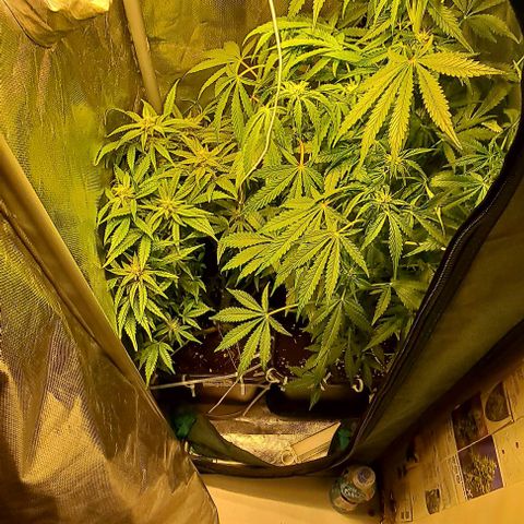 Sweet Amnesia Haze XL Auto growlog timeline photo