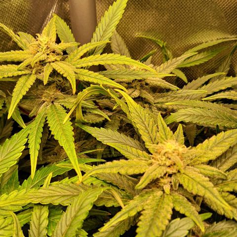 Sweet Amnesia Haze XL Auto growlog timeline photo