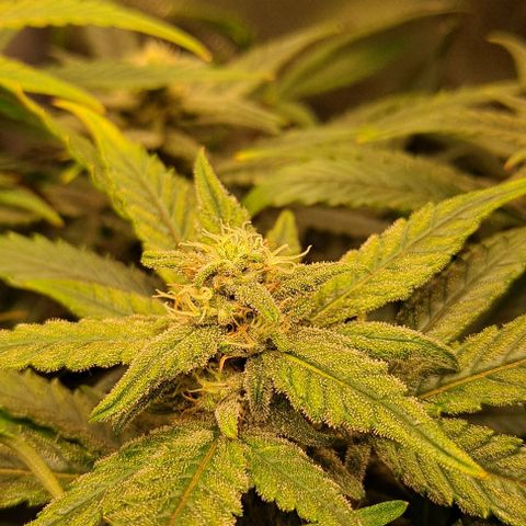Sweet Amnesia Haze XL Auto growlog timeline photo