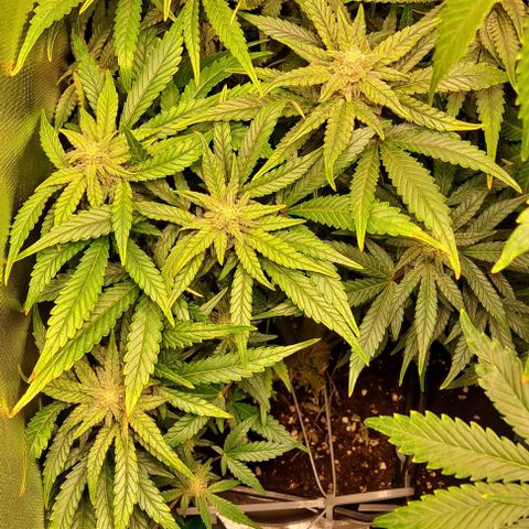 Sweet Amnesia Haze XL Auto growlog timeline photo
