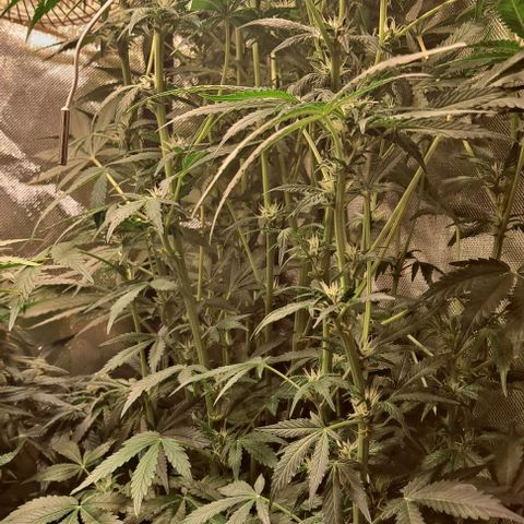 AK47 Autoflowering growlog timeline photo
