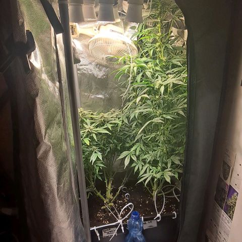 AK47 Autoflowering growlog timeline photo