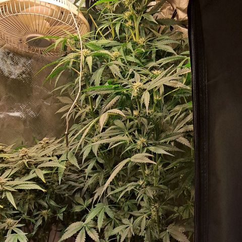 AK47 Autoflowering growlog timeline photo