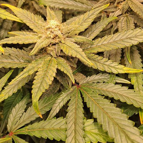 Sweet Amnesia Haze XL Auto growlog timeline photo