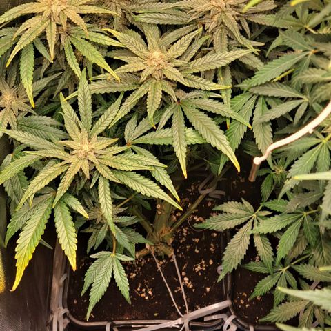 Sweet Amnesia Haze XL Auto growlog timeline photo