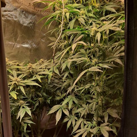 Sweet Amnesia Haze XL Auto growlog timeline photo