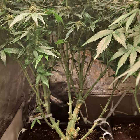 Sweet Amnesia Haze XL Auto growlog timeline photo