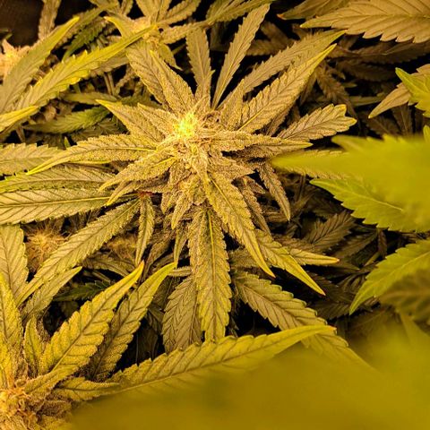 Sweet Amnesia Haze XL Auto growlog timeline photo