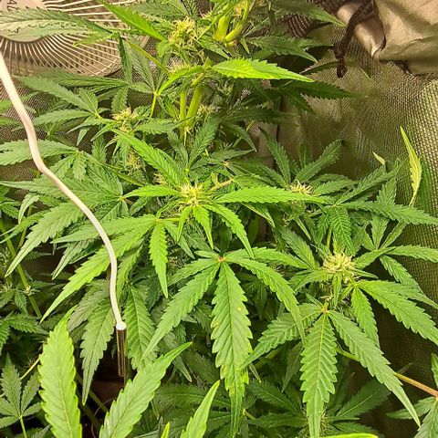 AK47 Autoflowering growlog timeline photo