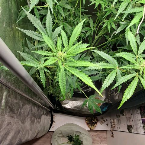 AK47 Autoflowering growlog timeline photo