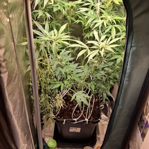 AK47 Autoflowering growlog timeline photo