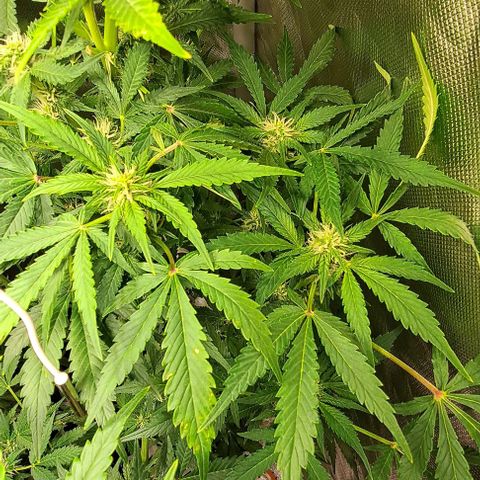 AK47 Autoflowering growlog timeline photo