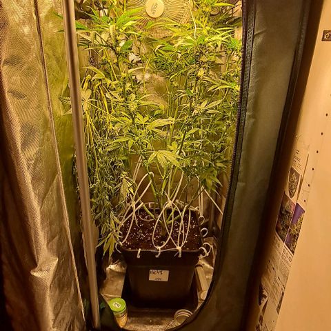 AK47 Autoflowering growlog timeline photo