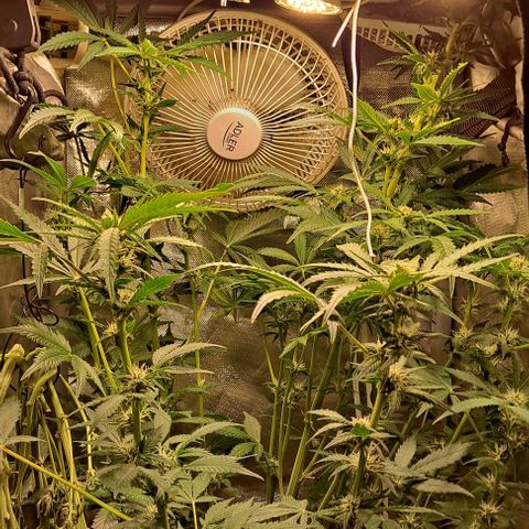 AK47 Autoflowering growlog timeline photo