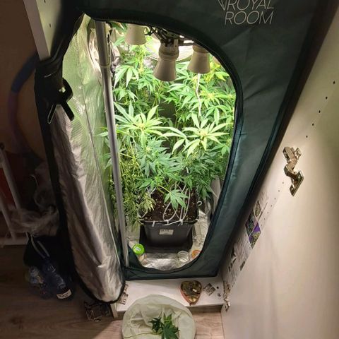 AK47 Autoflowering growlog timeline photo