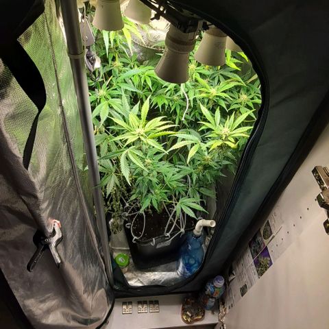 AK47 Autoflowering growlog timeline photo