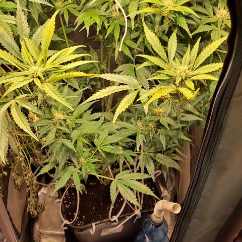 AK47 Autoflowering growlog timeline photo