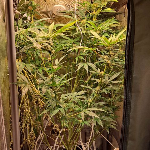 AK47 Autoflowering growlog timeline photo