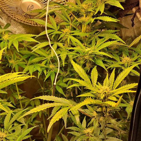 AK47 Autoflowering growlog timeline photo