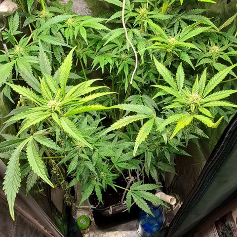 AK47 Autoflowering growlog timeline photo