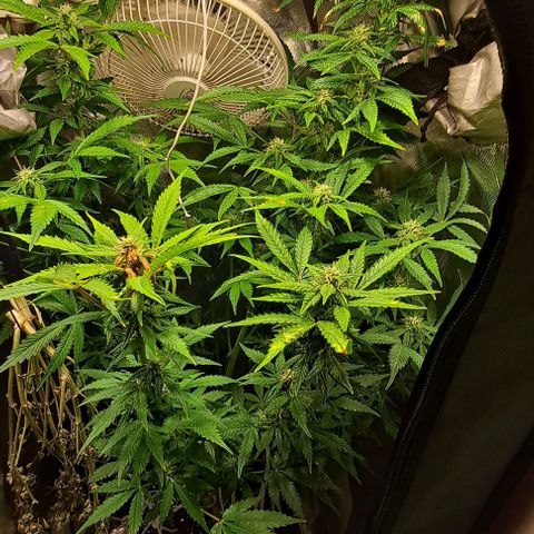 AK47 Autoflowering growlog timeline photo