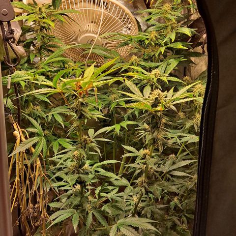 AK47 Autoflowering growlog timeline photo