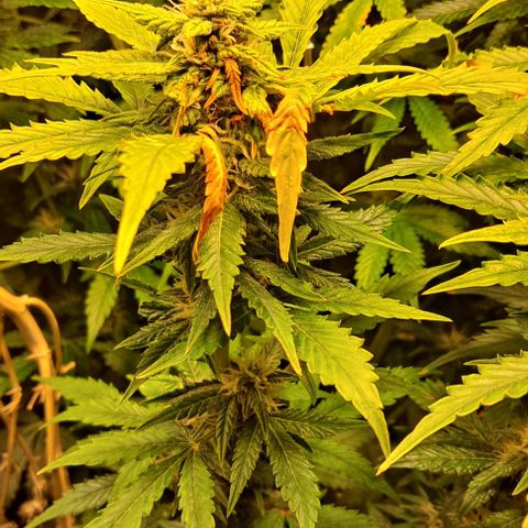 AK47 Autoflowering growlog timeline photo