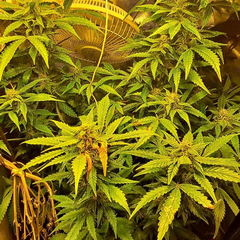AK47 Autoflowering growlog timeline photo