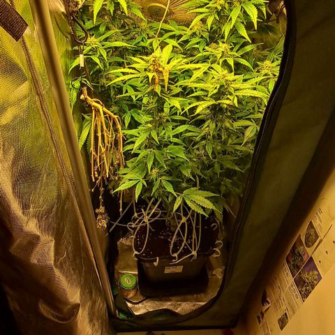 AK47 Autoflowering growlog timeline photo