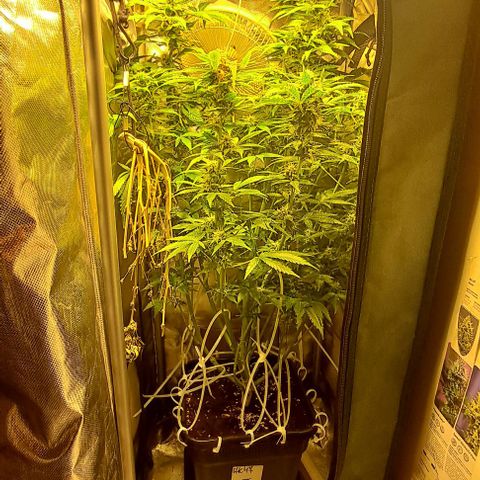AK47 Autoflowering growlog timeline photo