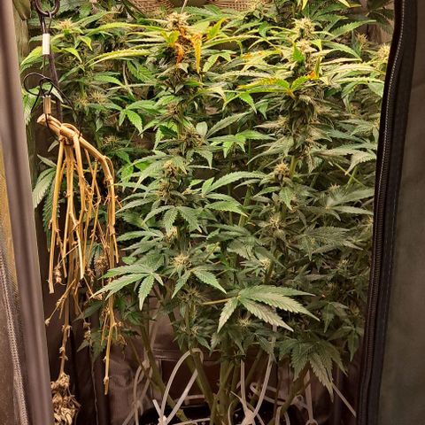 AK47 Autoflowering growlog timeline photo