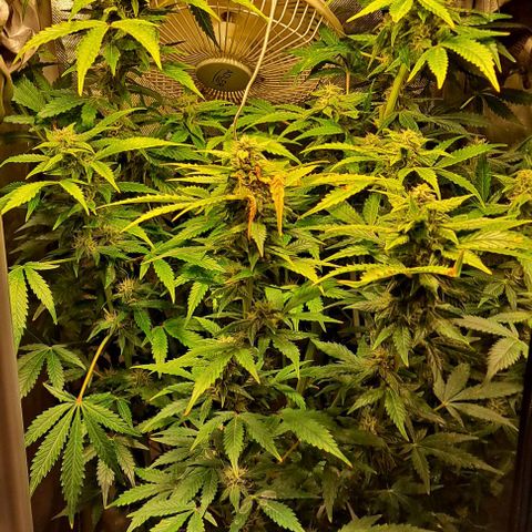 AK47 Autoflowering growlog timeline photo