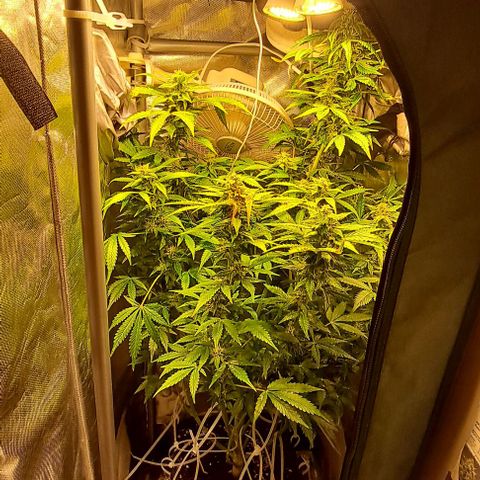AK47 Autoflowering growlog timeline photo