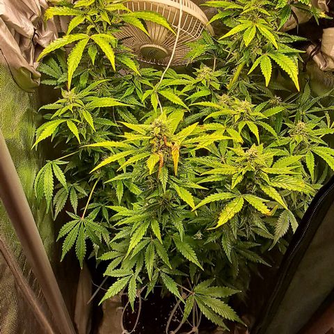 AK47 Autoflowering growlog timeline photo